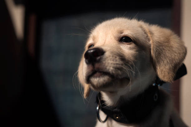 istock Labrador Retriever puppy 1289512674