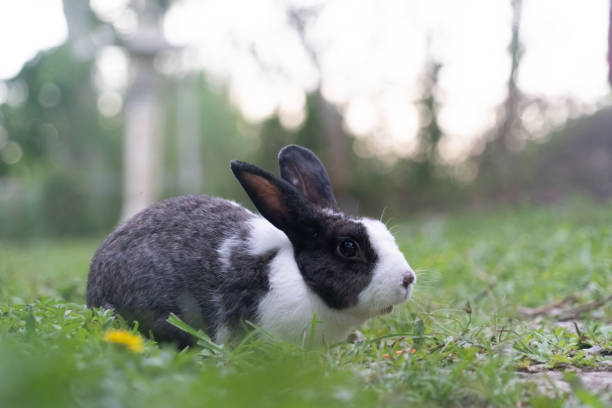 istock Pet rabbit raised in the garden. Looking to explore the area around him 1289512730