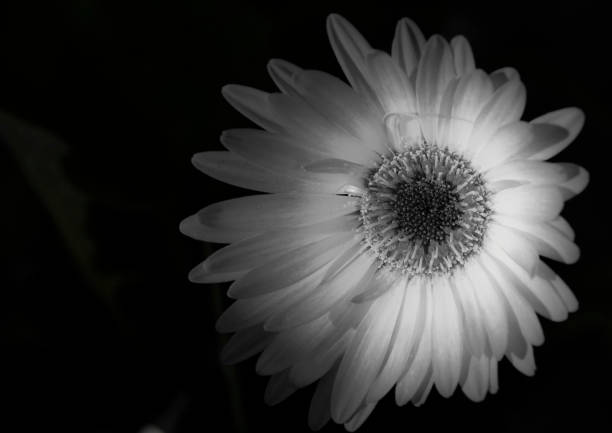 istock Flower on fire in black and white 1289513834
