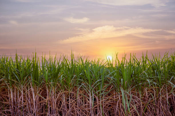 istock green sugar plant at sunset 1289515240