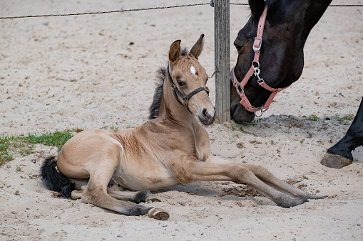 Newborn foal lies in the sand in a rural setting on the farm.