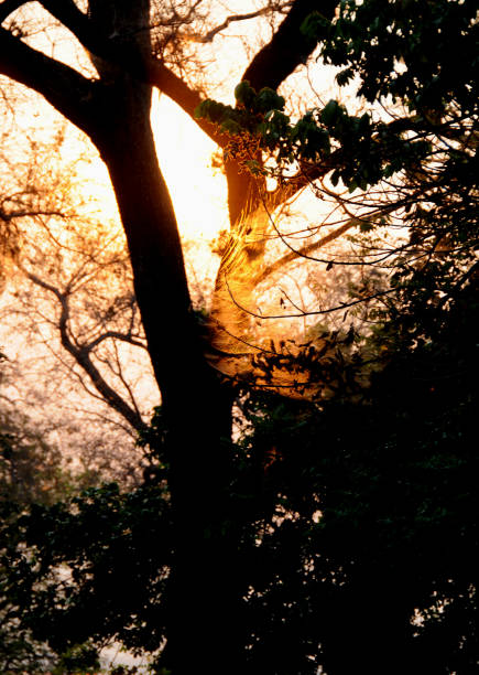 A spider's web in the evening sun