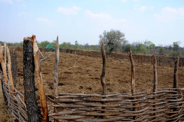 A cattle kraal erected for overnight protection against lions in the Zimbabwean bush