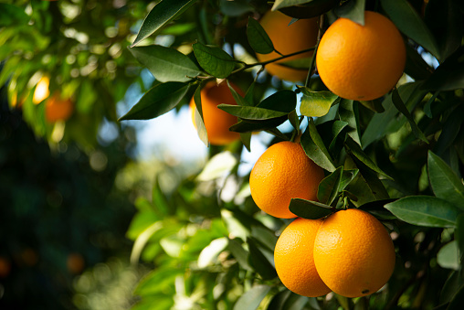 Orange garden in mediterranean climate. Sitting alone in the fortune orange blurred background.Fruit with the symbol of vitamin C
