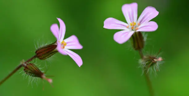 Beautiful purple flower Herb-Robert or Death Come Quickly ( Geranium Robertianum ) close up on green nature background.