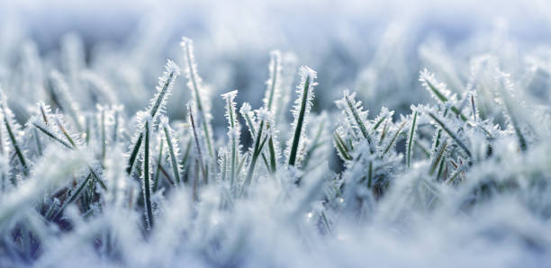 istock Hoarfrost on blades of grass close up. 1289526683