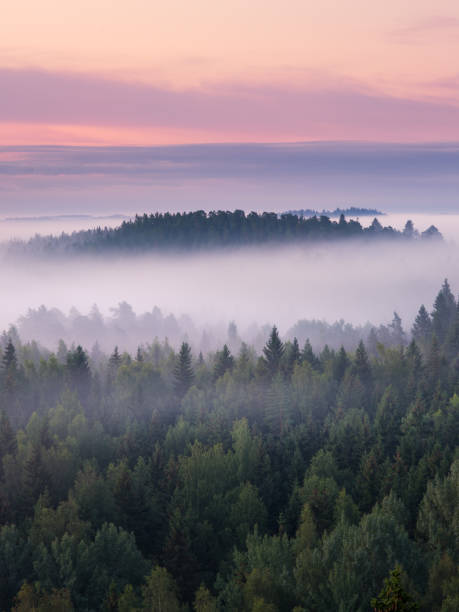 malowniczy mglisty krajobraz z nastrojowym lasem w letni poranek w parku narodowym w finlandii. widok z lotu ptaka pod wysokim kątem. - tail fin zdjęcia i obrazy z banku zdjęć