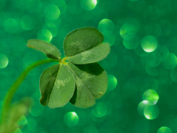 istock Four leaf clover on sparkling green background 1289527374