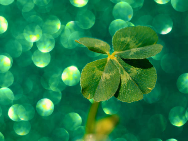 istock Fresh green lucky four leaf clover 1289527423
