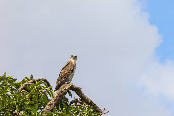 istock Short-toed snake eagle sits in a tree top and looking 1289527692