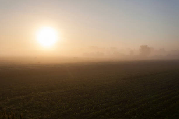 istock Morning with mist in Lonjsko polje, Croatia 1289527877