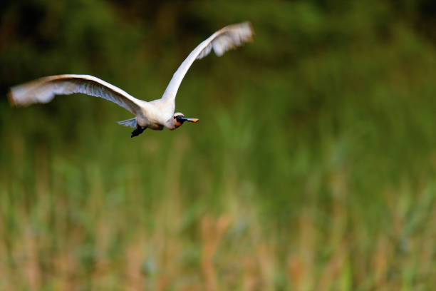 istock The Eurasian spoonbill in flight above the reeds 1289527930