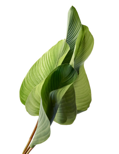 istock Calathea foliage, Exotic tropical leaf, Large green leaf, isolated on white background with clipping path 1289528540