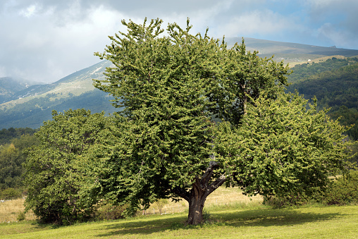 Large and old cherry tree in mountain at summer, Italian Alps, Monte Baldo, Veneto, Verona province, Italy, Europe.