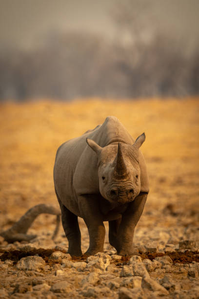 istock Black rhino stands among rocks eyeing camera 1289528646