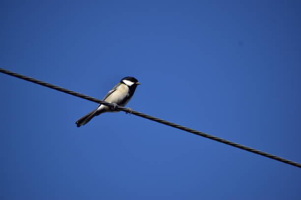 istock Portrait of great tit 1289530422