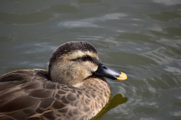 istock Portrait of spot-billed duck 1289530477