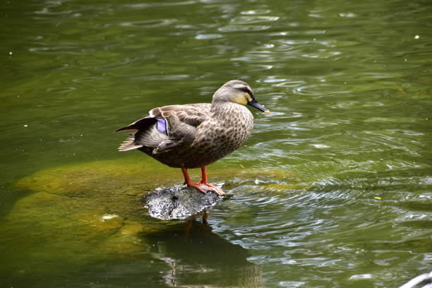 istock Portrait of spot-billed duck 1289530534