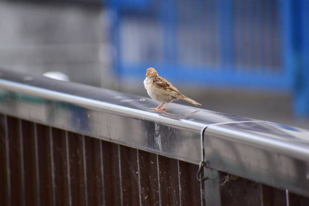 istock Portrait of sparrow 1289530546