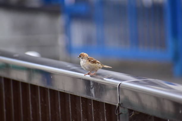 istock Portrait of sparrow 1289530599
