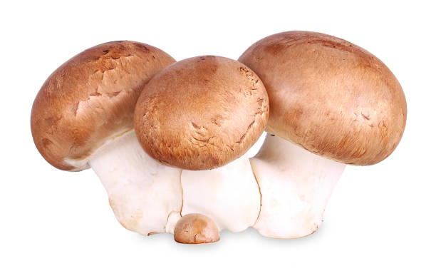 Group of brown mushrooms, isolated champignons