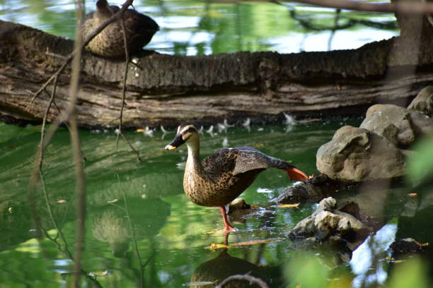istock Portrait of spot-billed duck 1289532659