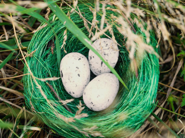 istock Bird nest in green grass with three eggs 1289534112
