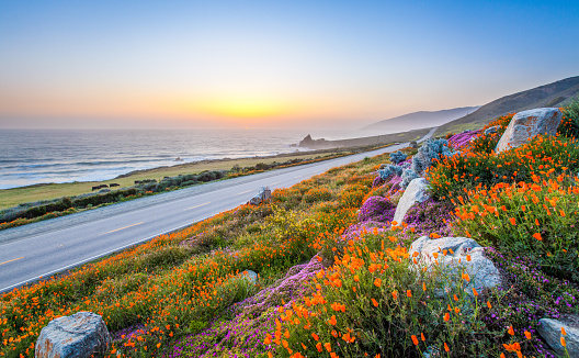 flores silvestres y la costa de California en Big Sur al atardecer. photo