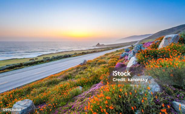 Wild Flowers And California Coastline In Big Sur At Sunset Stock Photo - Download Image Now