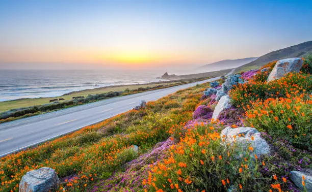 Photo of wild flowers and California coastline in Big Sur at sunset.