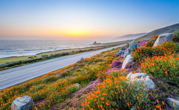 dzikie kwiaty i wybrzeże kalifornii w big sur o zachodzie słońca. - coastline california big sur beach zdjęcia i obrazy z banku zdjęć