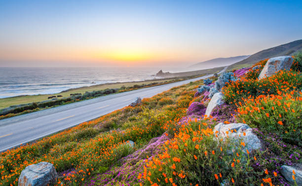 wild flowers and california coastline in big sur at sunset. - coastline nature sea beach imagens e fotografias de stock