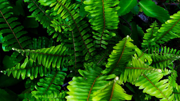 istock A group of wild plant 1289535788