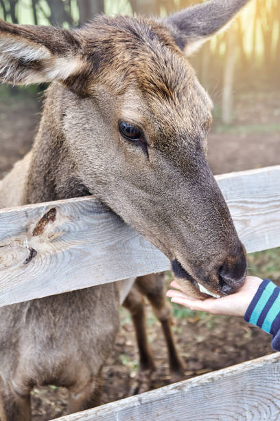 istock Noble deer. Deer feeding on a reindeer farm 1289536039