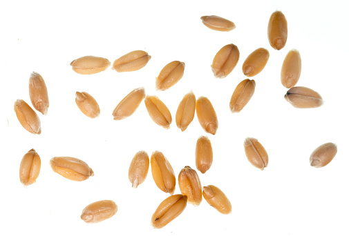 Wheat grain isolated on white background
