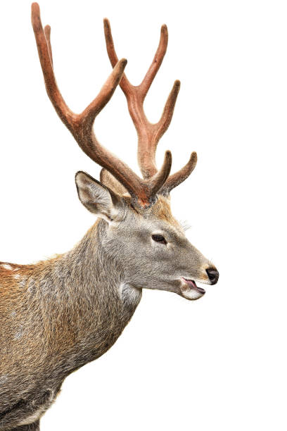 istock Sika deer buck isolated on white background 1289536115