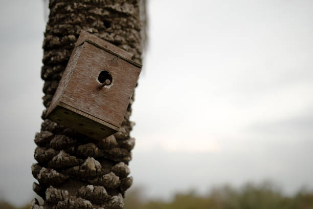 Birdhouse on a palm tree in an autumn day. Rainy day.