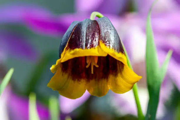 Fritillaria Michailovskyi commonly known as Fritillaria Michailovski a common spring flower bulbous fritillary flowering plant, stock photo image