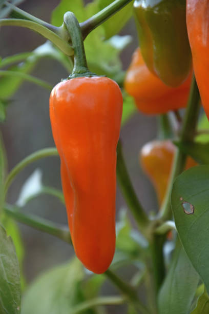 istock orange Italian pepper on the plant 1289540406