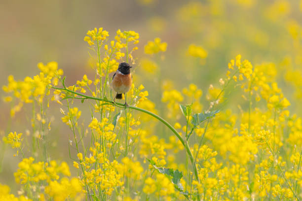 istock Siberian Stonechat Saxicola maurus 1289540510