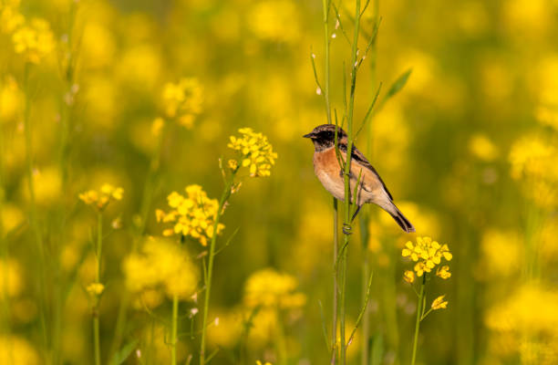 istock Siberian Stonechat Saxicola maurus 1289541135