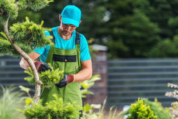 istock Garden Maintenance Performed by Pro Gardener 1289542709