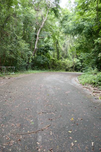 istock road in forest at Chonburi , Thailand 1289542850