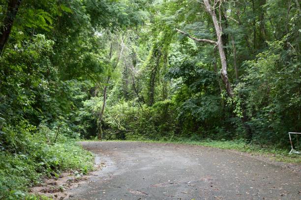 istock road in forest at Chonburi , Thailand 1289542862