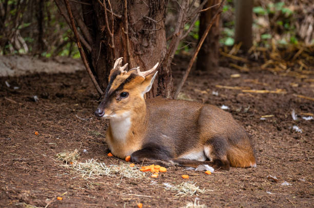 muntjac oder muntiaco, wiederkäuer säugetier der familie cervidae, männlich unter einem baum liegend - forest deer stag male animal stock-fotos und bilder