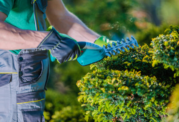 istock Garden Plants Electric Trimmer 1289545856