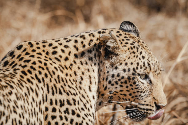 Wild safari animals - Leopard stock photo