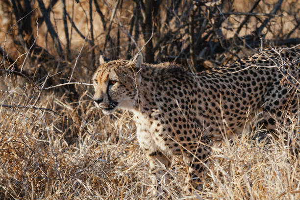 istock Wild safari animals - Cheetah 1289546761