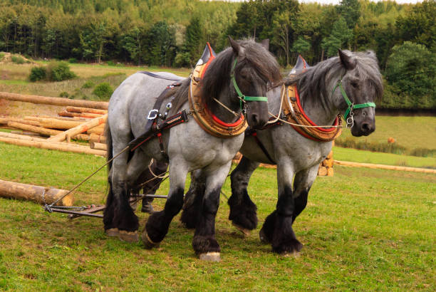 istock Cold blood horses at the wooden back 1289549667