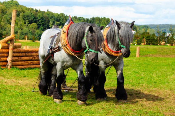 istock Cold blood horses at the wooden back 1289549722